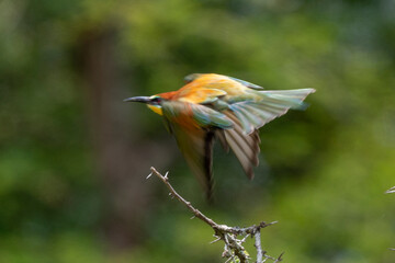 Guêpier d'Europe,.Merops apiaster, European Bee eater