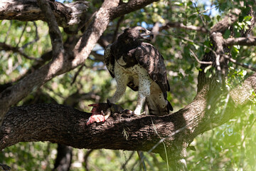 Aigle martial, Polemaetus bellicosus, Martial Eagle, Varan du Nil, Varanus niloticus