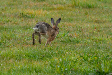 Lièvre d'Europe, Lièvre brun, Lepus europaeus