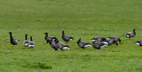 Bernache cravant,.Branta bernicla, Brant Goose