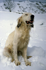 chien; dans la neige