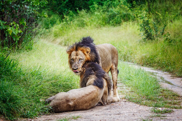 Two African lions male bonding in Kruger National park, South Africa ; Specie Panthera leo family of Felidae