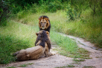 Two African lions male bonding in Kruger National park, South Africa ; Specie Panthera leo family of Felidae