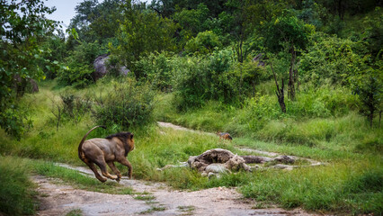 African lion male chasing jackal on prey in Kruger National park, South Africa ; Specie Panthera leo family of Felidae