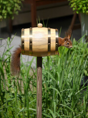 Rotes Eichhörnchen sitzt in einem Vogelfutterhaus und schaut heraus. Grüner Garten,  Sciurus...
