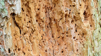 Damaged bark and wood of tree in forest from wood beetle or woodworm. 