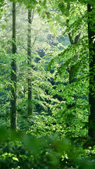 Green forest in the morning sun