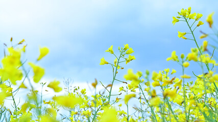 Blooming canola field on blue sky background.