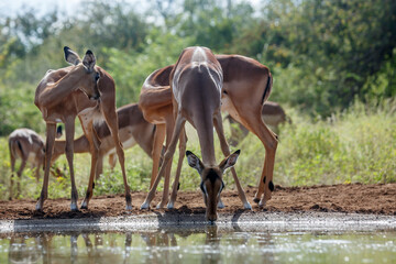 Group of Common Impala drinking backlit at waterhole in Kruger National park, South Africa ; Specie Aepyceros melampus family of Bovidae
