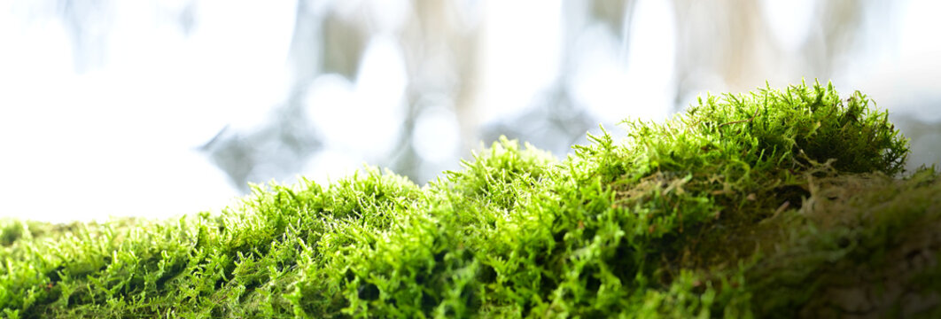 Green nature moos on a branch tree white background