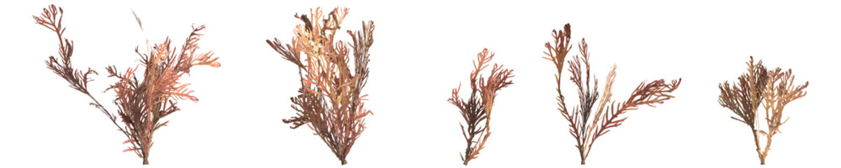 3d illustration of set callophyllis seaweed isolated on transparent background