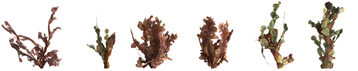 3d illustration of set carrageen seaweed isolated on transparent background - obrazy, fototapety, plakaty