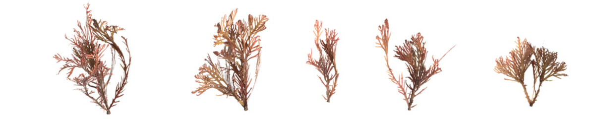 3d illustration of set callophyllis seaweed isolated on transparent background - obrazy, fototapety, plakaty