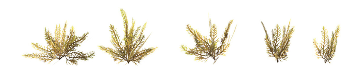 3d illustration of set sargassum seaweed isolated on transparent background