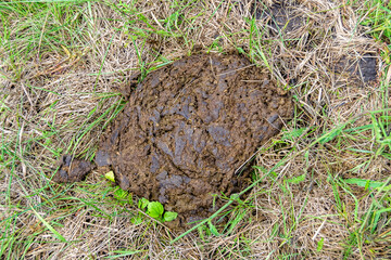 Photography on theme fresh cow dung lies on manure animal farm
