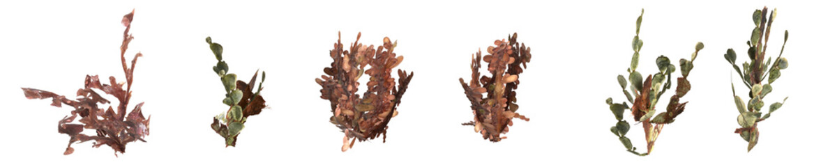 Obraz na płótnie Canvas 3d illustration of set carrageen seaweed isolated on transparent background