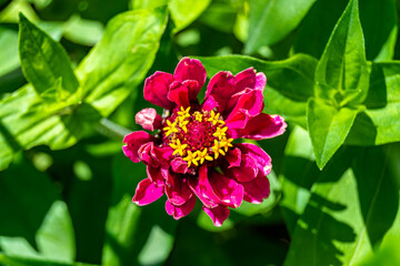 Obraz premium Beautiful wild growing flower zinnia elegans on background meadow
