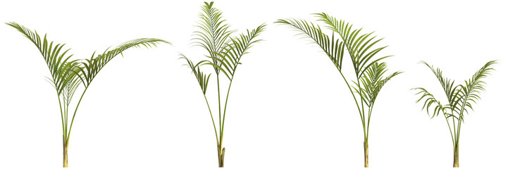 3d illustration of set kentia palm plant isolated on transparent background