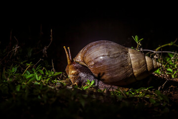 Giant African land snail moving in the grass by night in Kruger National park, South Africa ; Specie Lissachatina fulica family of Lissachatina fulica