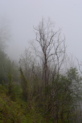 PAESAGGIO MONTANO CON NEBBIA,GIFFONI VALLE PIANA,SUD ITALIA,15 MAGGIO 2023.
