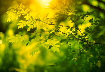 Obraz premium lush green foliage and sunlight