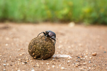 Dung beetle rolling elephant feces ball in Kruger National park, South Africa ; Specie Scarabaeus viettei family of Scarabaeoidea