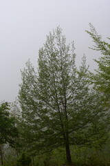 Fototapeta premium PAESAGGIO MONTANO CON NEBBIA,GIFFONI VALLE PIANA,SUD ITALIA,15 MAGGIO 2023.