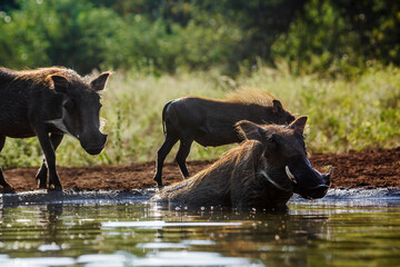 Common warthog family bathing at waterhole in Kruger National park, South Africa ; Specie Phacochoerus africanus family of Suidae