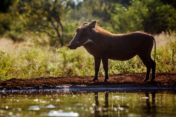 Common warthog standing at waterhole side view backlit in Kruger National park, South Africa ; Specie Phacochoerus africanus family of Suidae