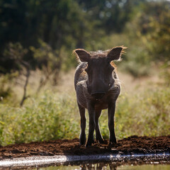 Common warthog standing at waterhole front view backlit in Kruger National park, South Africa ; Specie Phacochoerus africanus family of Suidae