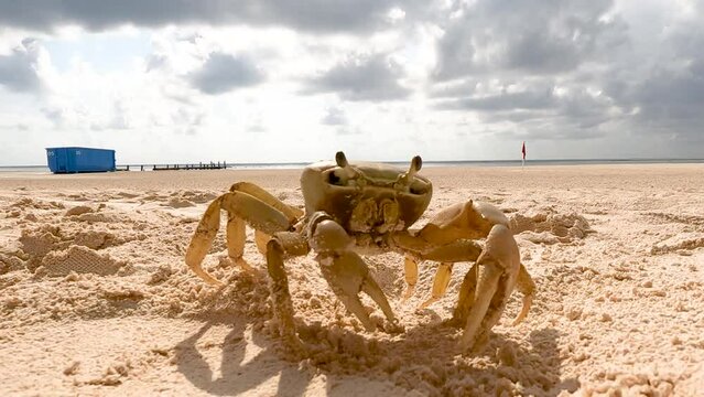 Green sea crab walking on a sandy beach in slow motion