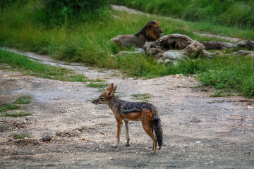 Black backed jackal watching lion with prey in Kruger national park, South Africa ; Specie Canis mesomelas family of Canidae - obrazy, fototapety, plakaty