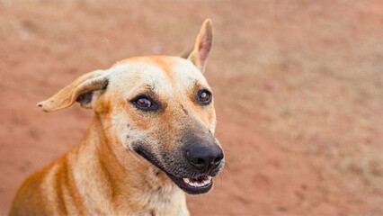 Happy smiling sand colored dog. Kind dog