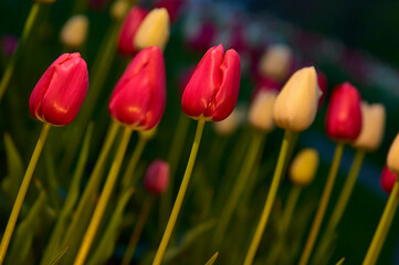 Red and yellow tulips, springtime
