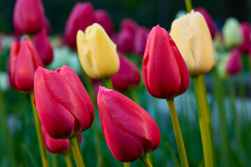Red and yellow tulips, springtime
