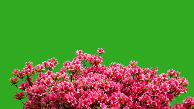 rhododendron obtusum on a background green screen