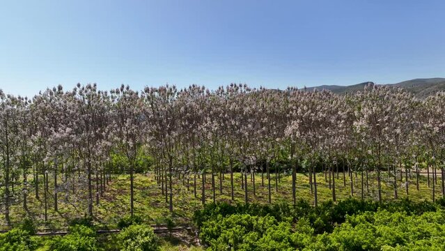 Mountains with cultivated vineyards farmland in Spain