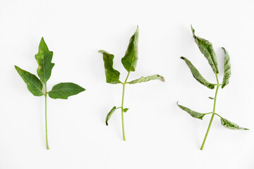 Leaf spot symptom. Dark spots and yellow surrounding region. Septoria of tomatoes. Tomato affected by Septoria lycopersici fungus. Powdery mildew. Brown blotch. Fungal, bacterial, viral plant disease