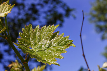 Young green vine leaves in the yard