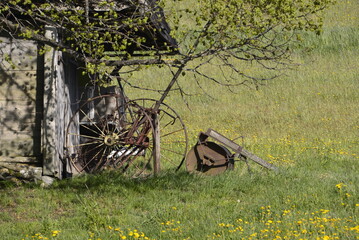 old tree in the garden