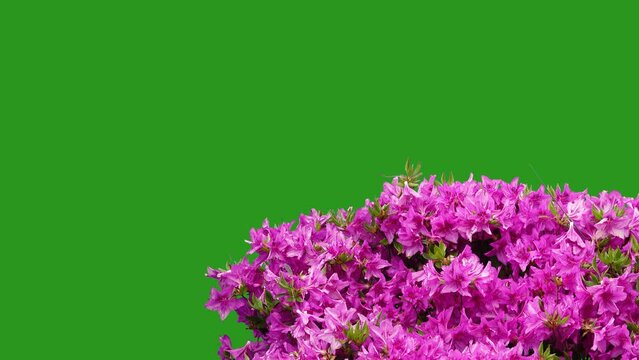 rhododendron obtusum on a background green screen