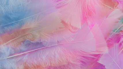 pink feather wool pattern texture background