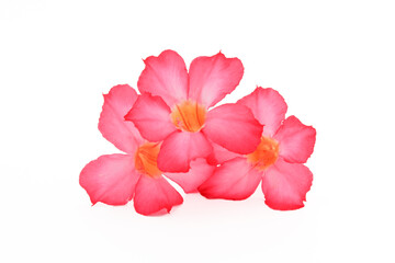 Tropical flower Pink Adenium. Desert rose on isolated white background