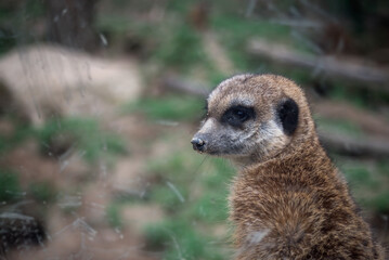 Portrait of wild meerkat in a zoological park