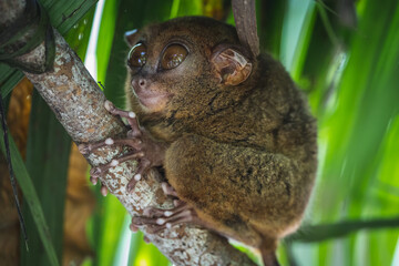 little tarsier on a tree branch
