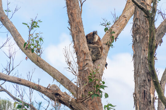 koala bear resting on a eucalyptus tree found in a forest in Melbourne, Australia.