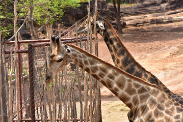 Close-up of the head of a giraffe (pha giraffe) with a green bush in the background. cute wildlife concept zoo