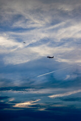 seagull and plane in the sky