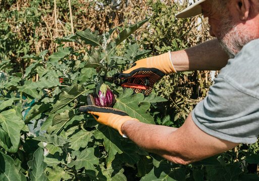 Anonymous farmer pruning vegetables in garden in summer