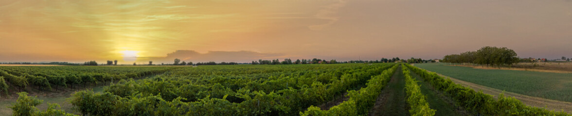 Vineyards in Italy, Aerial view of scenic vineyards in Italy at sunset. Beautiful rural landscape, growing wine. Grapevine on a plantation